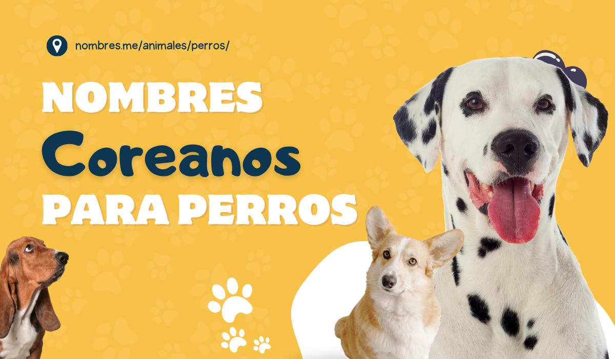 Dulces y divertidos Mejores Nombres Coreanos para Perros -