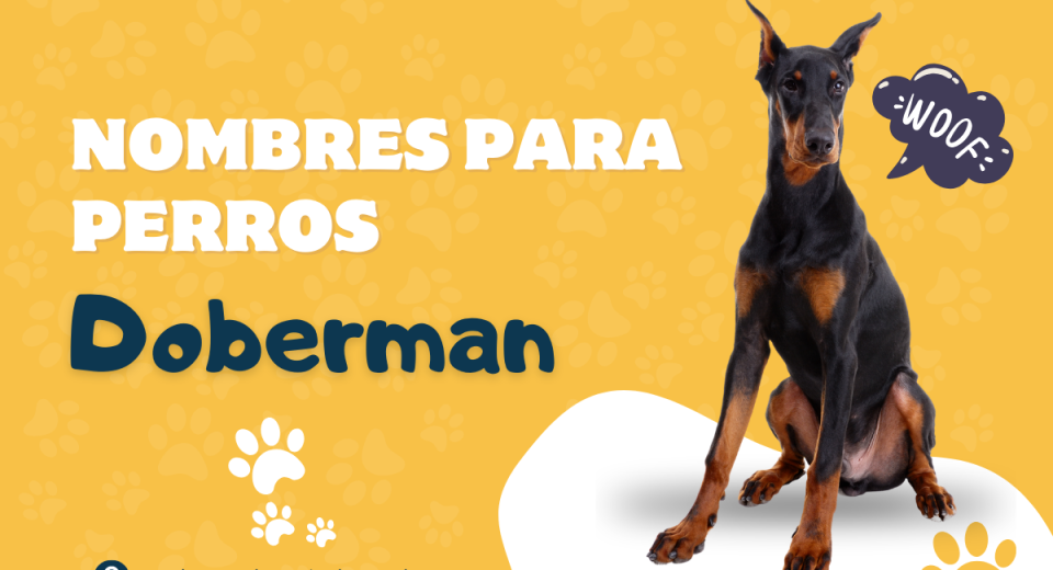 Mejores Nombres para Perros Doberman