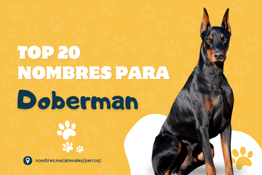 Top 20 de mejores Nombres para Perros Doberman