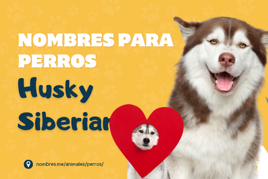 Nombres para perros husky