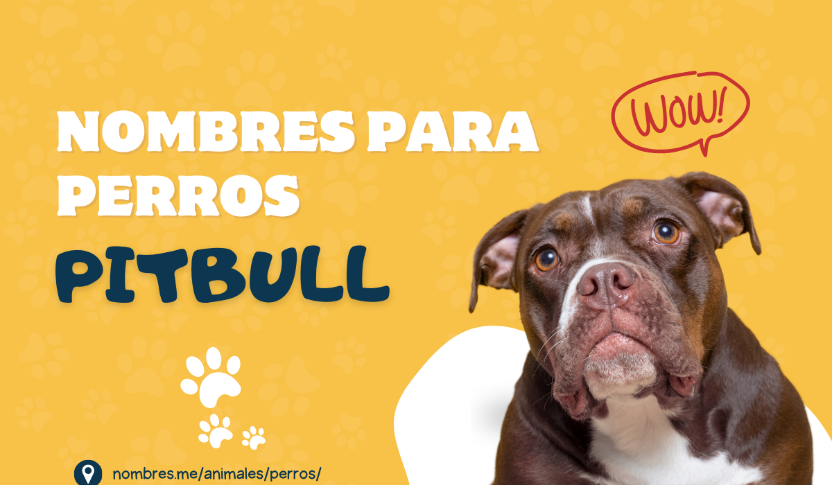 Mejores nombres para Perros Pitbull machos