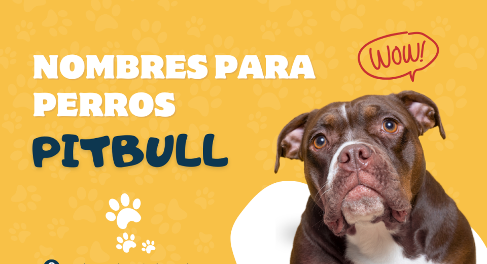 Mejores nombres para Perros Pitbull machos