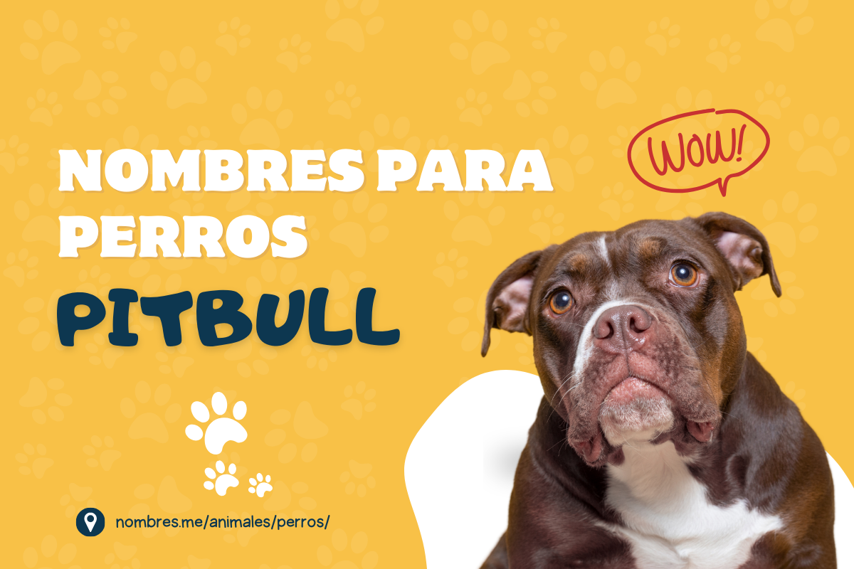 Mejores nombres para Perros Pitbull machos