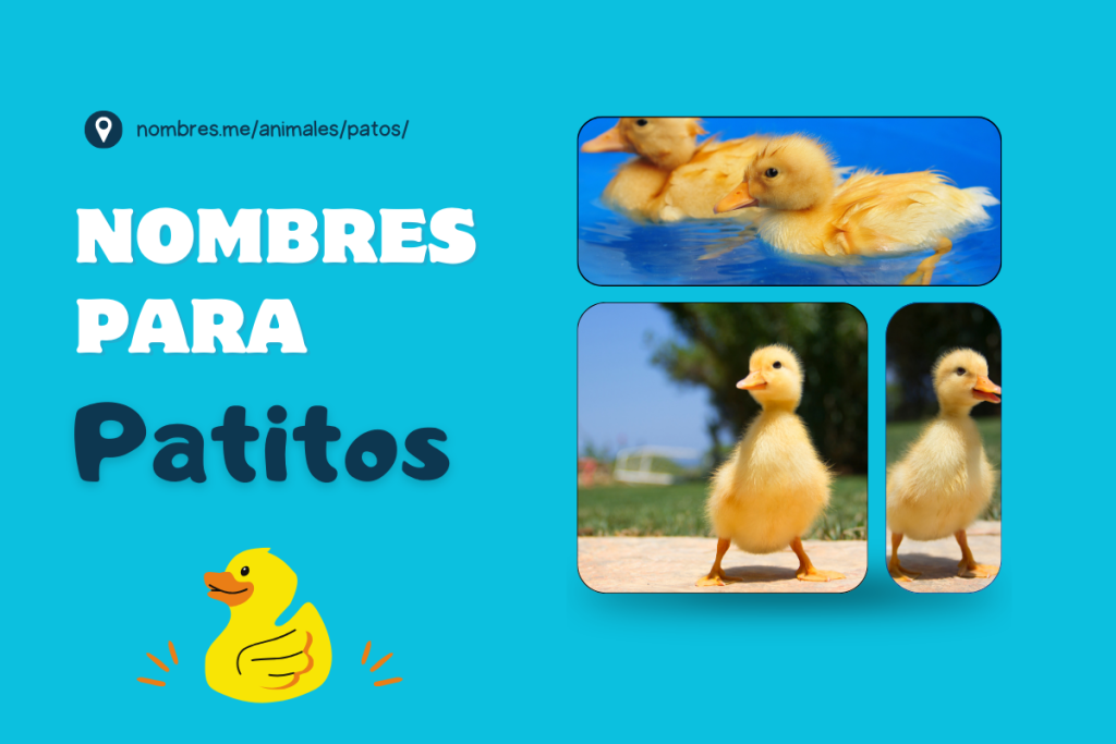 15 ideas de Nombres para Patitos