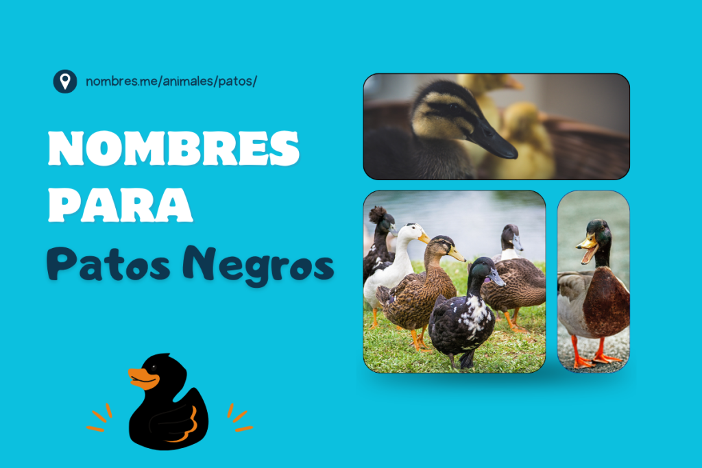 Mejores ideas de Nombres de patos negros