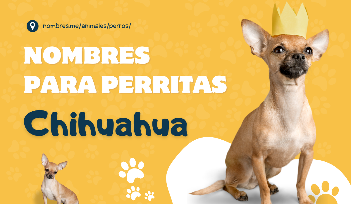 25 Nombres para Perritas Chihuahua