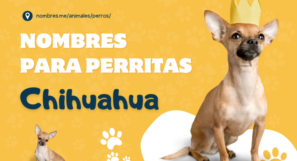 25 Nombres para Perritas Chihuahua