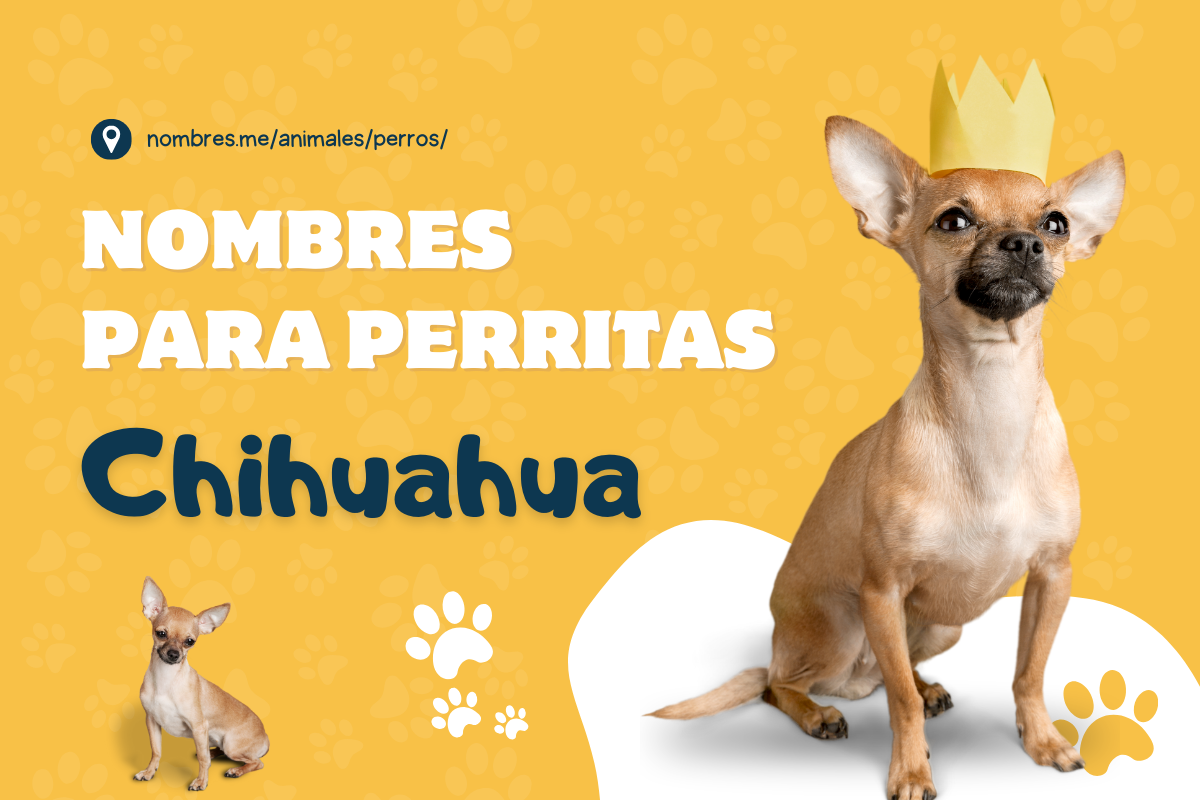 25 Nombres para Perritas Chihuahua