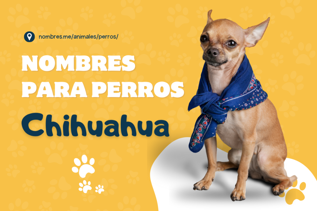 25 mejores Nombres para perros Chihuahuas machos