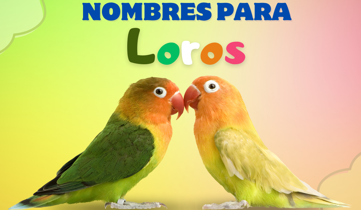 llega lo más dificil el nombre para el Loro.