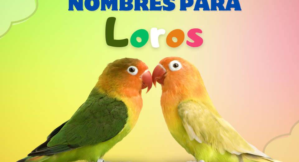 llega lo más dificil el nombre para el Loro.