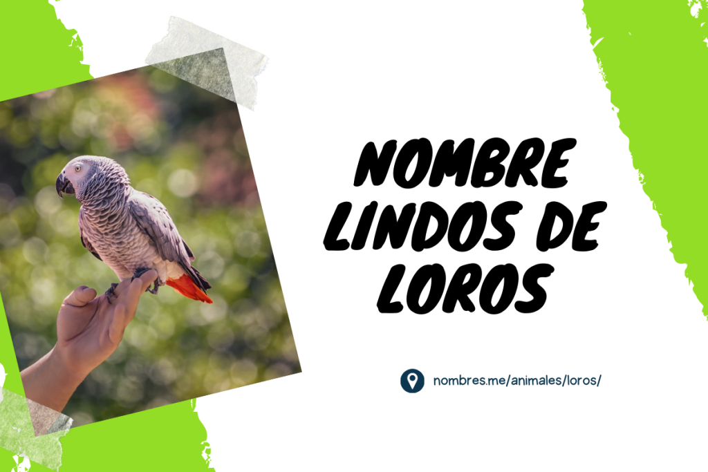 Nombres lindos y divertidos de loros