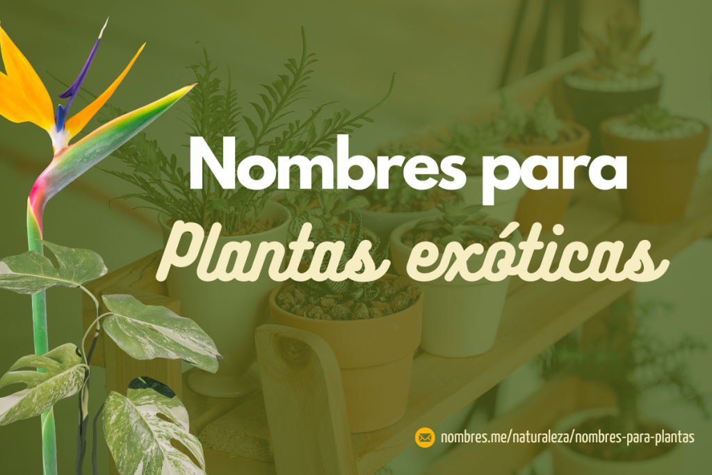 Mejores Nombres para Plantas exitocas