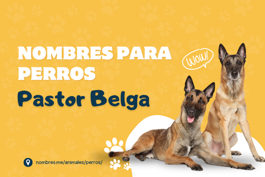 Mejores Nombres para Perros Pastor Belga