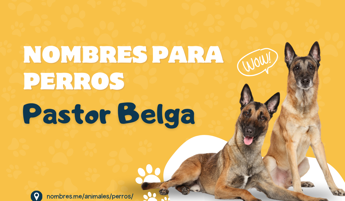 Mejores Nombres para Perros Pastor Belga