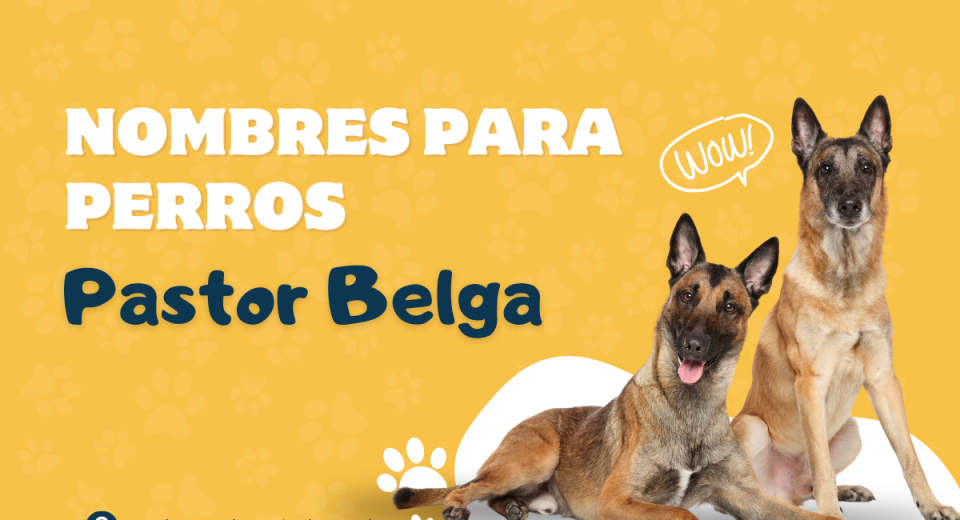 Mejores Nombres para Perros Pastor Belga