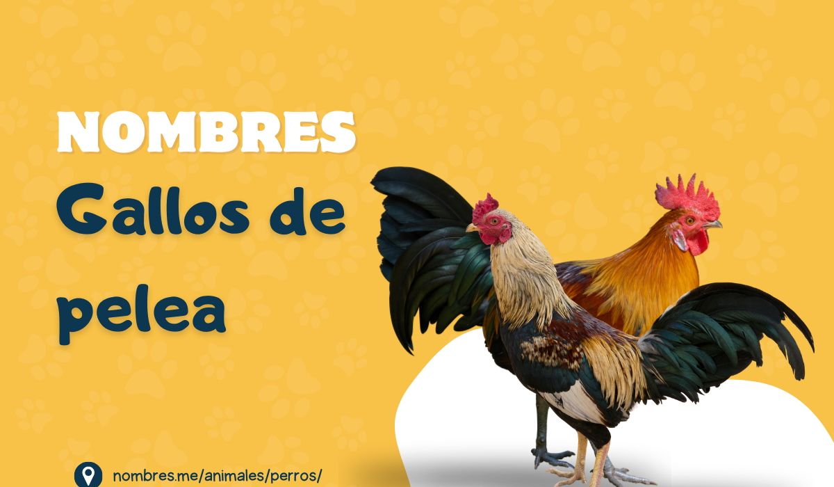 Mejores ideas de Nombres de Gallos de Pelea 🐓