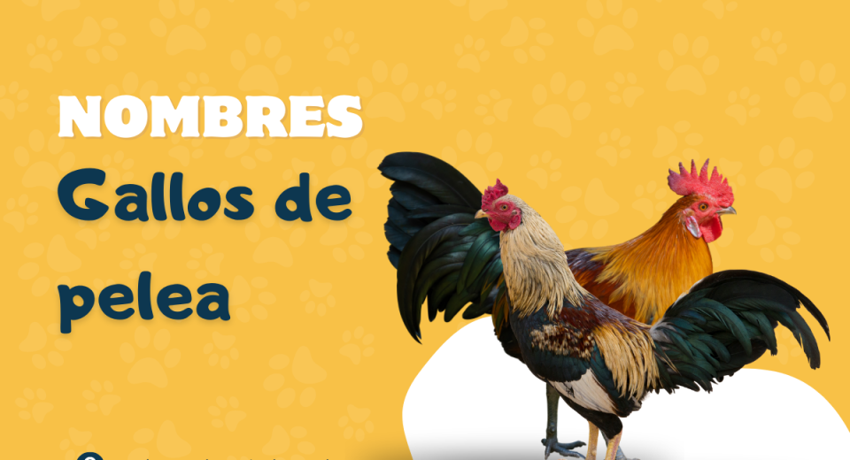 Mejores ideas de Nombres de Gallos de Pelea 🐓