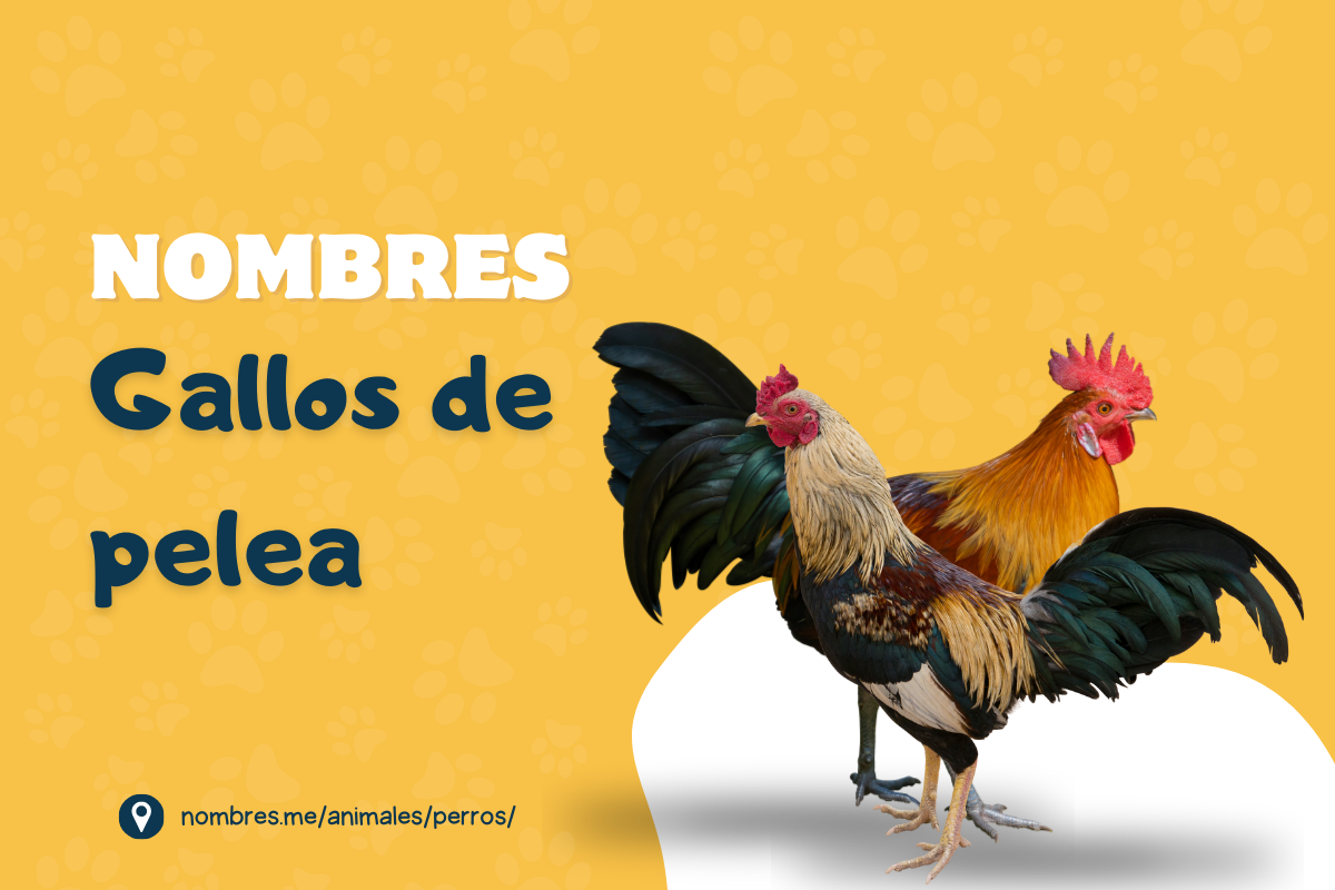 Mejores ideas de Nombres de Gallos de Pelea 🐓